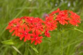 Maltese cross=Scarlet lychnis: flowers