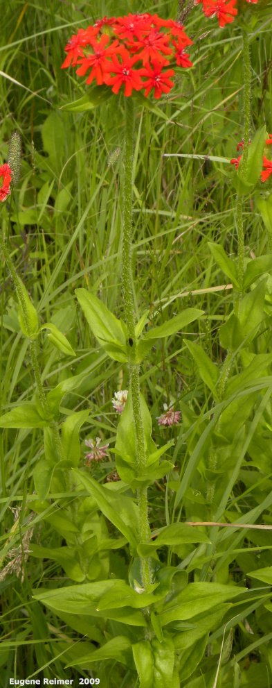 IMG 2009-Jul29 at pr304:&nbsp; Maltese cross (Lychnis chalcedonica) plant