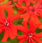 Maltese cross=Scarlet lychnis: flowers closer