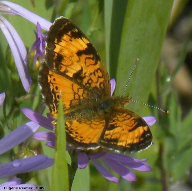 IMG 2009-Jul30 at Nopiming Provincial Park:  Pearl-crescent butterfly (Phyciodes tharos) on Smooth aster (Symphyotrichum laeve)
