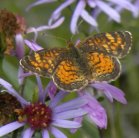 Pearl-crescent butterfly=Phyciodes tharos: on Smooth aster
