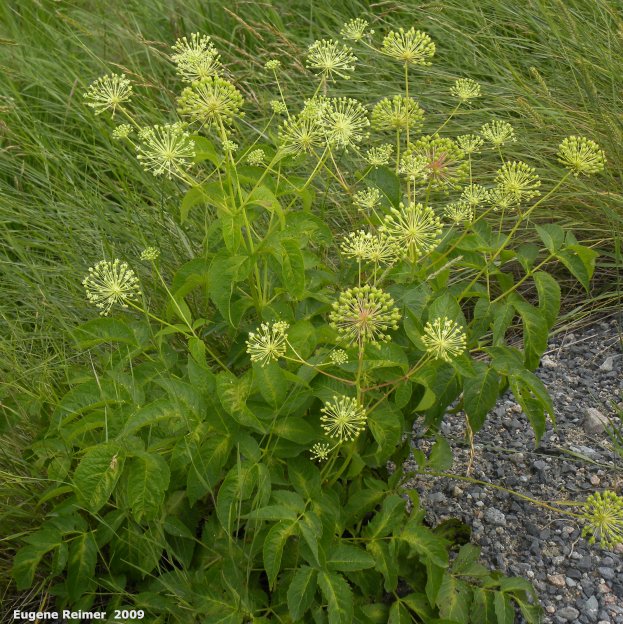 IMG 2009-Jul30 at Nopiming Provincial Park:&nbsp; Red elderberry (Sambucus racemosa)? plant
