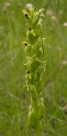Platanthera huronensis: flower-spike with pods and flowers
