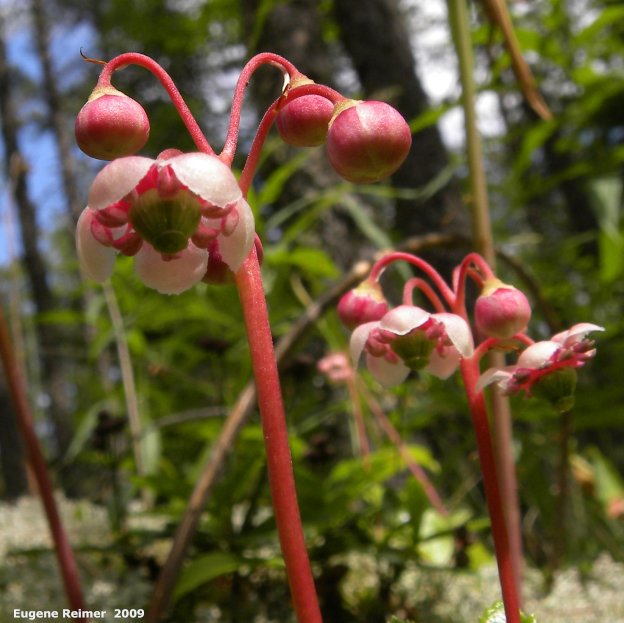 IMG 2009-Jul30 at east side of pr314 near Rabbit River:  Pipsissewa (Chimaphila umbellata) flowers and buds