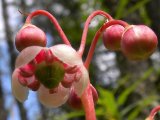 Pipsissewa=Chimaphila umbellata: flower and buds
