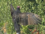 Turkey vulture: sitting on fencepost