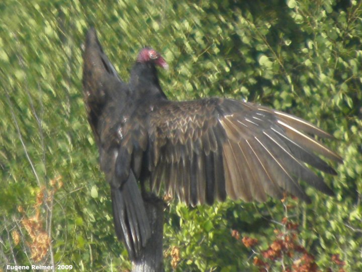 IMG 2009-Jul30 at pth11 near Pinawa:&nbsp; Turkey-vulture (Cathartes aura) sitting on fencepost