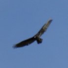 Turkey vulture: flying
