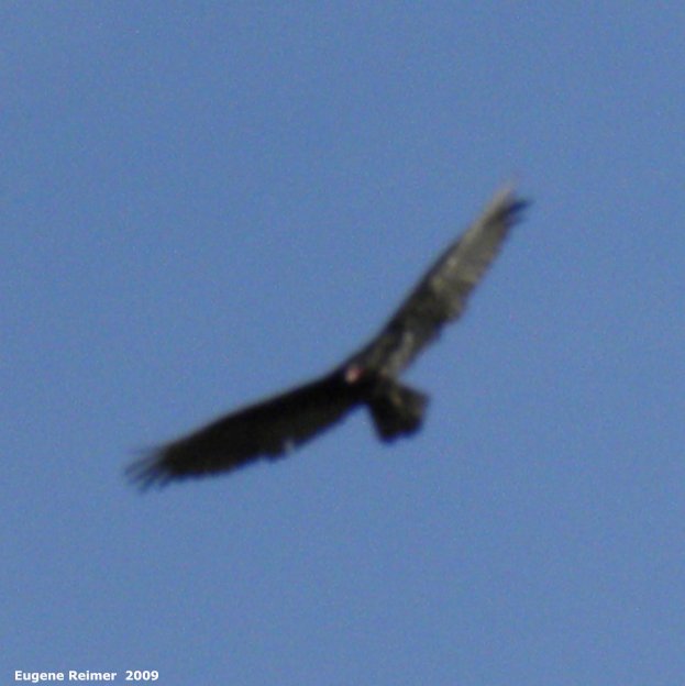 IMG 2009-Jul30 at pth11 near Pinawa:  Turkey-vulture (Cathartes aura) flying