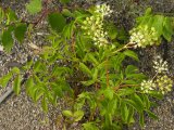 Red elderberry=Sambucus racemosa?: plant