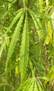 Marijuana=hemp=Cannabis sativa: leaf