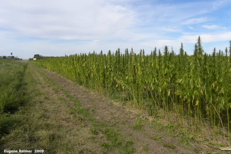 IMG 2009-Sep10 at pth10 near Dauphin:  Marijuana (Cannabis sativa) being grown as a field-crop