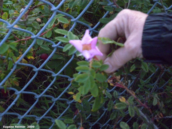 IMG 2009-Sep10 at Swan-River:  Woods rose (Rosa woodsii) flower