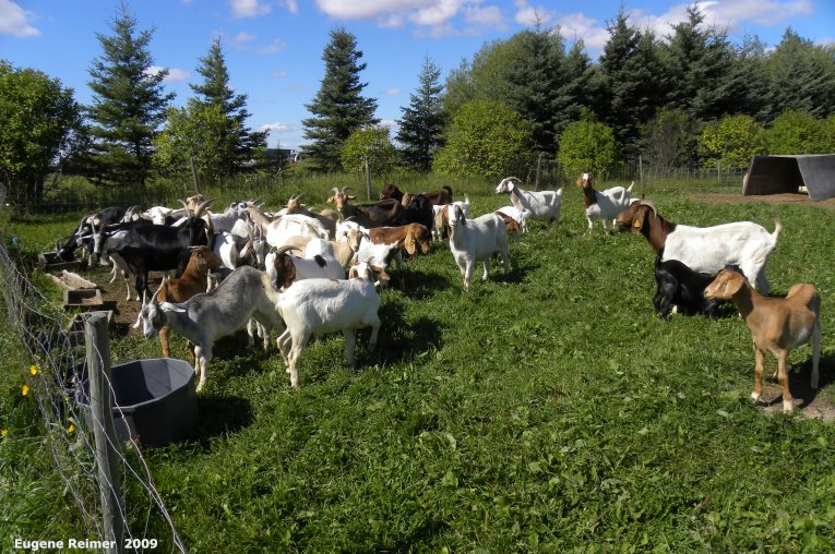 IMG 2009-Sep11 at Goat-farm near Renwer:&nbsp; Goat (Capra aegagrus hircus) many nannies and kids