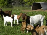 goat: many nannies and kids