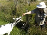 goat+Doris: Doris feeding goat