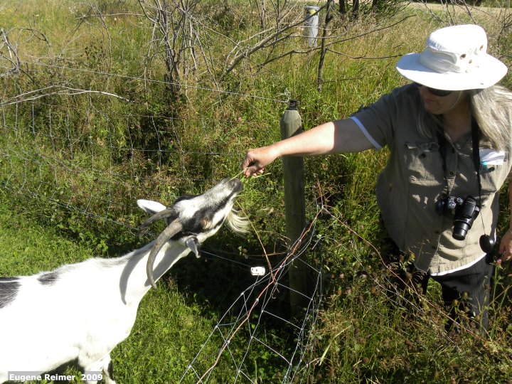 IMG 2009-Sep11 at Goat-farm near Renwer:&nbsp; Goat (Capra aegagrus hircus) Doris feeding goat