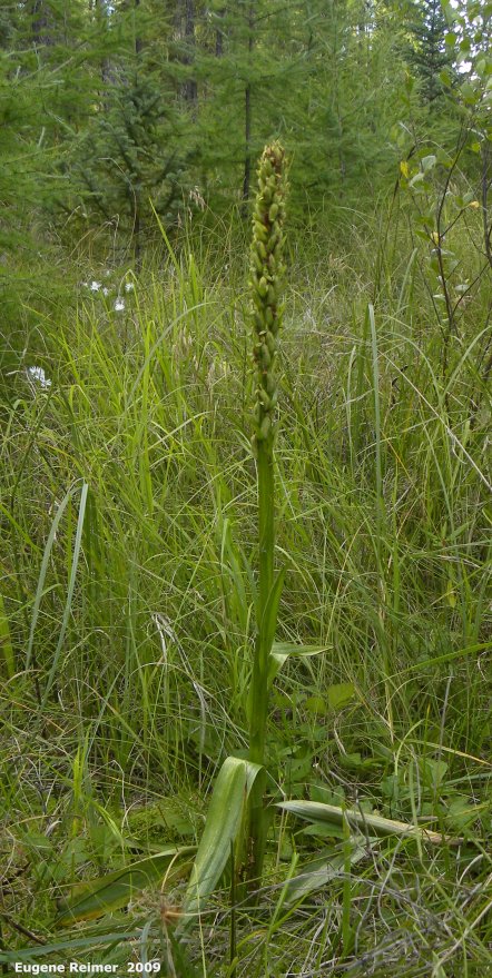 IMG 2009-Sep11 at Cowan Bog:  Tall green bog-orchid (Platanthera huronensis) plant with seed-pods