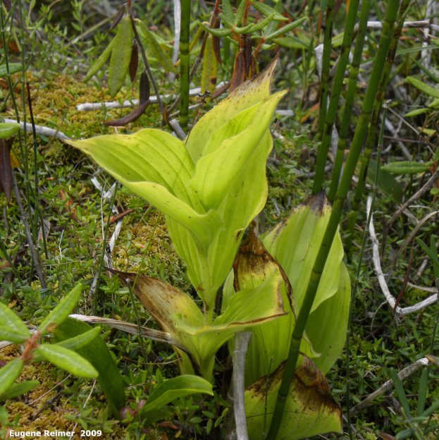 IMG 2009-Sep11 at Cowan Bog:  Showy ladyslipper (Cypripedium reginae) plant nonflowering