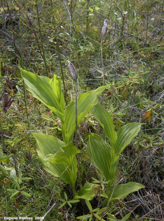 IMG 2009-Sep11 at Cowan Bog:  Showy ladyslipper (Cypripedium reginae) plants and old seedpods