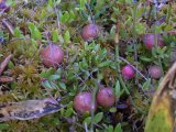 Bog cranberry=Mossberry=Vaccinium oxycoccos: unripe fruit