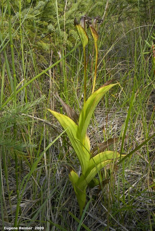 IMG 2009-Sep11 at Cowan Bog:  Yellow ladyslipper (Cypripedium parviflorum) plant with seed-pods