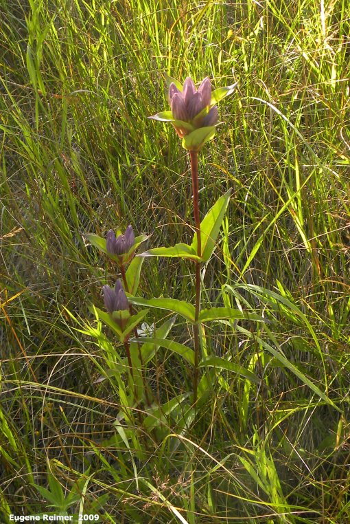 IMG 2009-Sep11 at abandoned rail-line near Cowan Bog:&nbsp; Closed bottle-gentian (Gentiana andrewsii) plant with flowers
