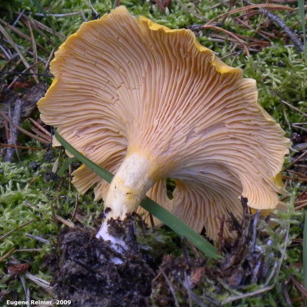 IMG 2009-Sep13 at Glen Klassen cottage near Marchand MB:&nbsp; Chanterelle mushroom (Cantharellus cibarius) underside