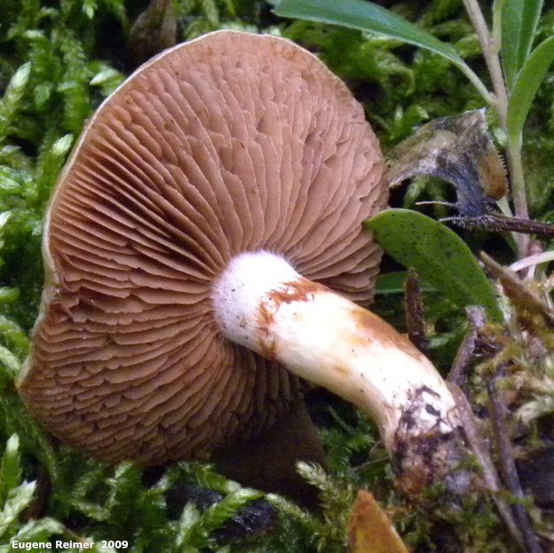IMG 2009-Sep13 at Glen Klassen cottage near Marchand MB:&nbsp; Fiery milk mushroom (Lactarius sp) underside