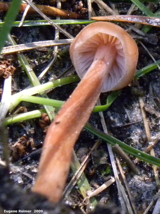 IMG 2009-Sep13 at Glen Klassen cottage near Marchand MB:  Webcap-mushroom (Cortinarius sp) underside