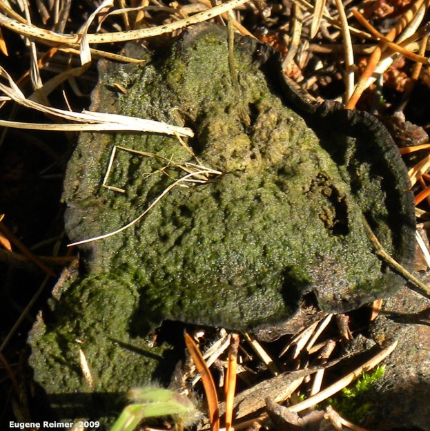 IMG 2009-Sep13 at Glen Klassen cottage near Marchand MB:&nbsp; unidentified Mushroom (Fungi sp)