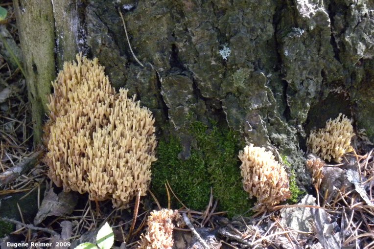 IMG 2009-Sep13 at Glen Klassen cottage near Marchand MB:  Coral fungus (Clavariaceae sp)