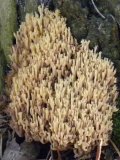 Coral fungus: closer