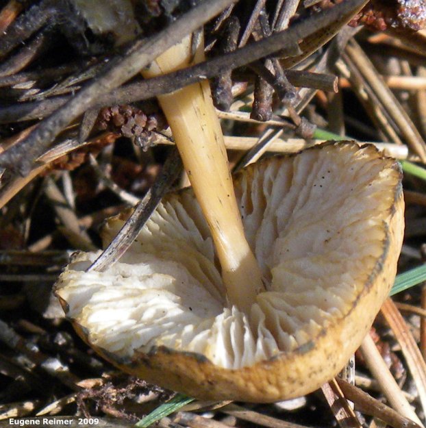 IMG 2009-Sep13 at Glen Klassen cottage near Marchand MB:  unidentified Mushroom (Fungi sp)