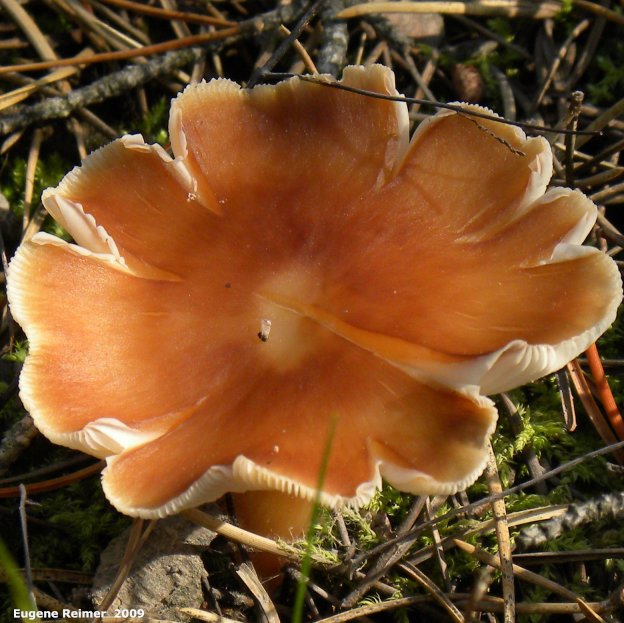 IMG 2009-Sep13 at Glen Klassen cottage near Marchand MB:  Shaggy-cap white-spored gilled-mushroom (Tricholoma sp)