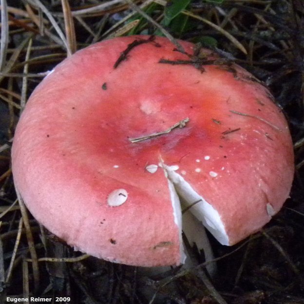 IMG 2009-Sep13 at Glen Klassen cottage near Marchand MB:&nbsp; the Sickener=the Vomiting russula (Russula emetica)