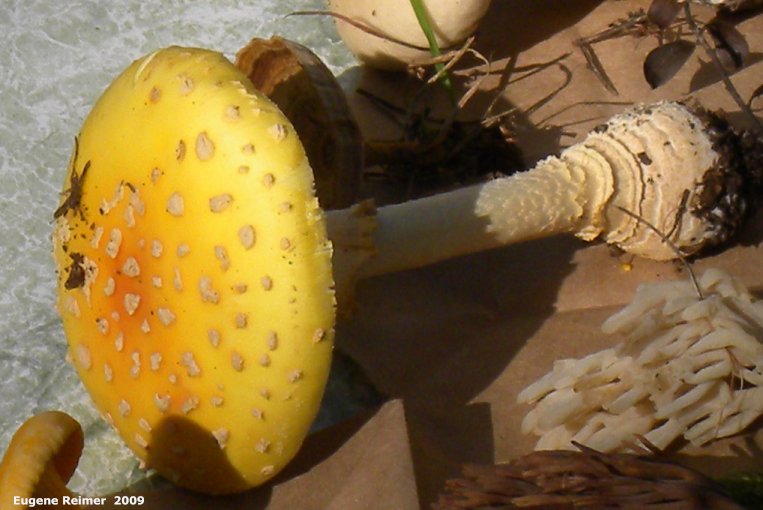 IMG 2009-Sep13 at Glen Klassen cottage near Marchand MB:  Fly-agaric mushroom (Amanita muscaria)
