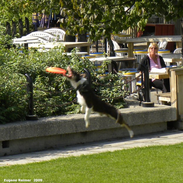 IMG 2009-Sep14 at The Forks:  Dog (Canis lupus familiaris) catching frisbee