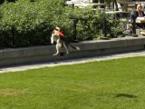 dog: catching frisbee