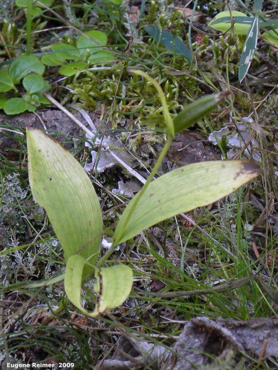 IMG 2009-Sep17 at Marble Ridge:  Northern-small-variety yellow ladyslipper (Cypripedium parviflorum var makasin) plant with seed-pod