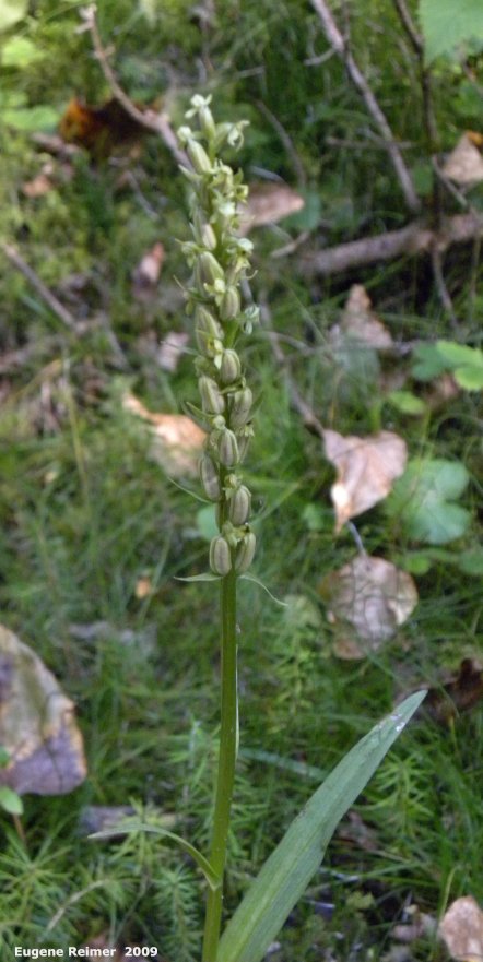 IMG 2009-Sep17 at Marble Ridge:  Long-bracted frog-orchid (Dactylorhiza viridis) plant with pods