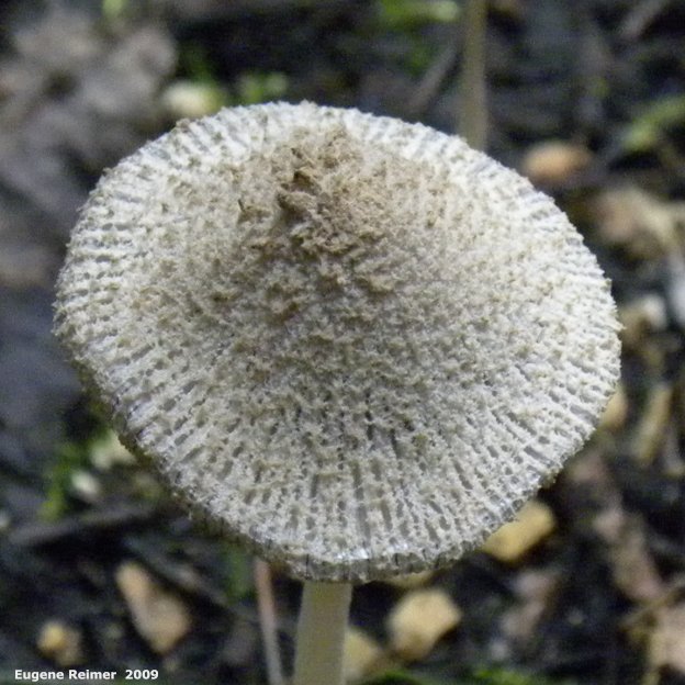 IMG 2009-Sep17 at Marble Ridge:  Harefoot mushroom (Coprinopsis lagopus) cap closer