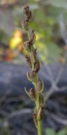 Platanthera aquilonis/huronensis: seed-pods