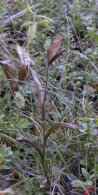 Ramshead ladyslipper: plant with pod