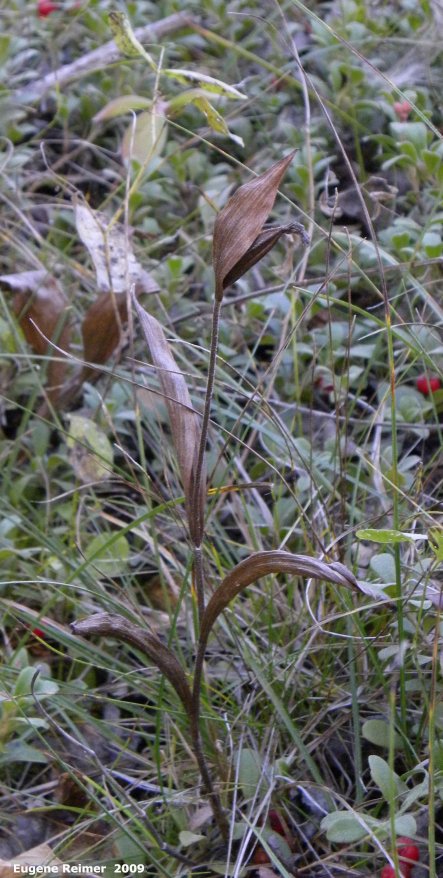 IMG 2009-Sep17 at gravel-road between pr224 and Jackhead:  Ramshead ladyslipper (Cypripedium arietinum) plant with pod