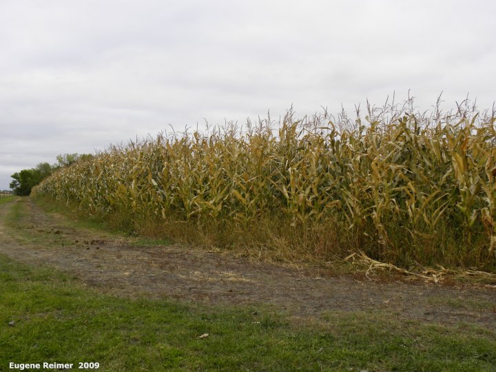 IMG 2009-Oct04 at Maize maze near St-Adolphe:&nbsp; Maize (Zea mays) field of corn