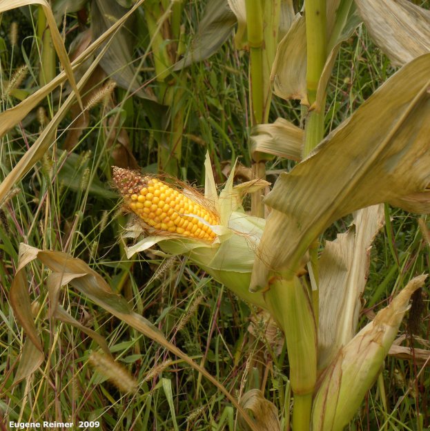 IMG 2009-Oct04 at Maize maze near St-Adolphe:  Maize (Zea mays) ear of corn