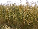 corn: field of corn