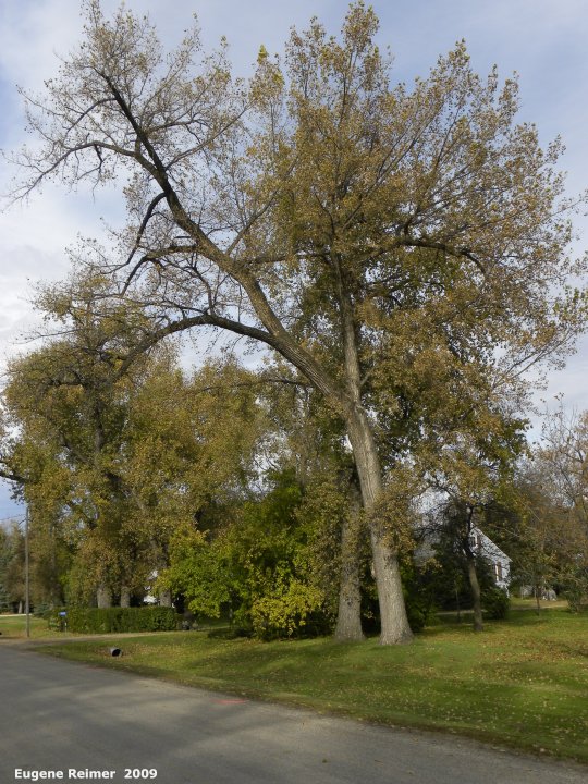 IMG 2009-Oct18 at NeuBergthal:&nbsp; Eastern cottonwood (Populus deltoides)