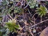 Moss+Lichen: closer